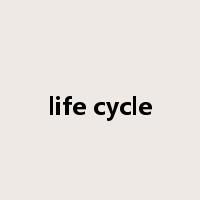 life cycle是什么意思