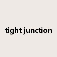 tight junction是什么意思