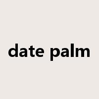 date palm是什么意思
