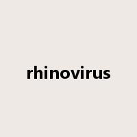 rhinovirus是什么意思