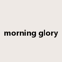 morning glory是什么意思