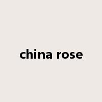 china rose是什么意思