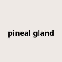 pineal gland是什么意思