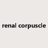 renal corpuscle是什么意思