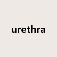 urethra是什么意思