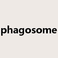 phagosome是什么意思
