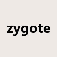zygote是什么意思