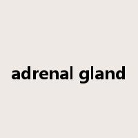adrenal gland是什么意思