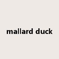 mallard duck是什么意思