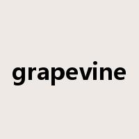 grapevine是什么意思
