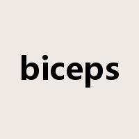 biceps是什么意思