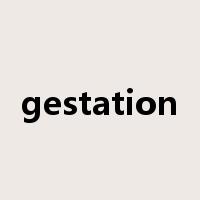 gestation是什么意思