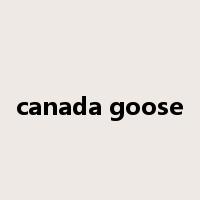 canada goose是什么意思