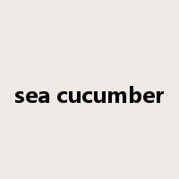 sea cucumber是什么意思