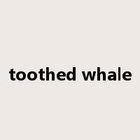 toothed whale是什么意思