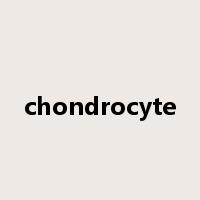 chondrocyte是什么意思