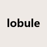lobule是什么意思