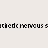 sympathetic nervous system是什么意思