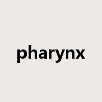 pharynx是什么意思