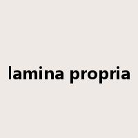 lamina propria是什么意思