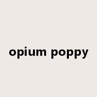 opium poppy是什么意思