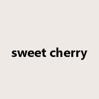 sweet cherry是什么意思