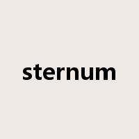 sternum是什么意思