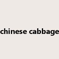 chinese cabbage是什么意思