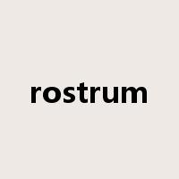 rostrum是什么意思