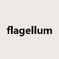 flagellum是什么意思