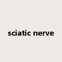 sciatic nerve是什么意思