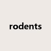 rodents是什么意思