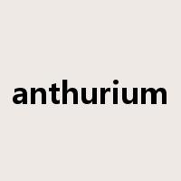 anthurium是什么意思
