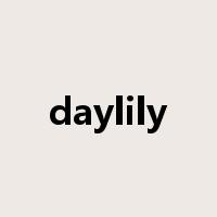 daylily是什么意思