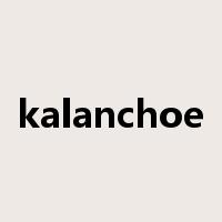 kalanchoe是什么意思