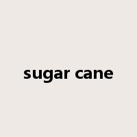 sugar cane是什么意思
