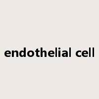 endothelial cell是什么意思