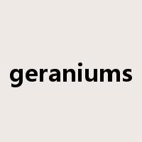 geraniums是什么意思