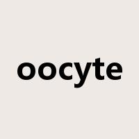 oocyte是什么意思