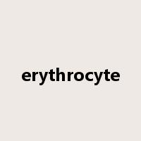 erythrocyte是什么意思