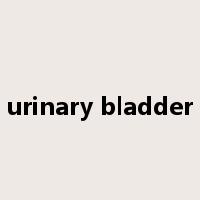 urinary bladder是什么意思