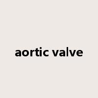 aortic valve是什么意思