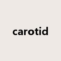 carotid是什么意思