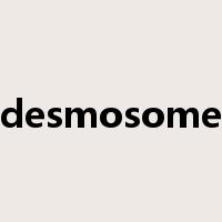 desmosome是什么意思