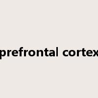 prefrontal cortex是什么意思
