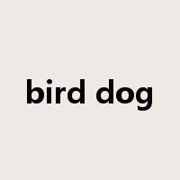 bird dog是什么意思