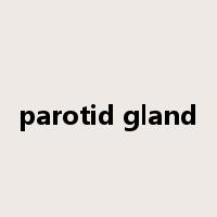 parotid gland是什么意思