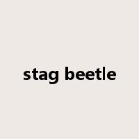 stag beetle是什么意思