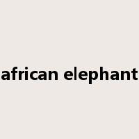 african elephant是什么意思
