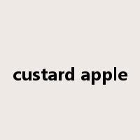 custard apple是什么意思